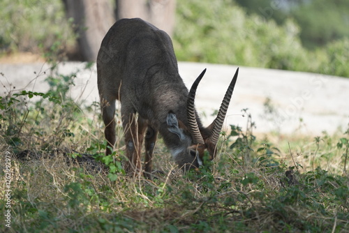 waterbuck (Kobus ellipsiprymnu) grazing in the serengeti national park tanzania photo