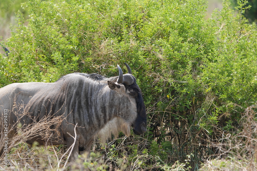 Obraz premium portrait of a wildebeest (gnu) in hte serengeti national park tanzania