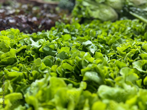 Closeup bouquet of fresh organic vegetable for sale in the market photo