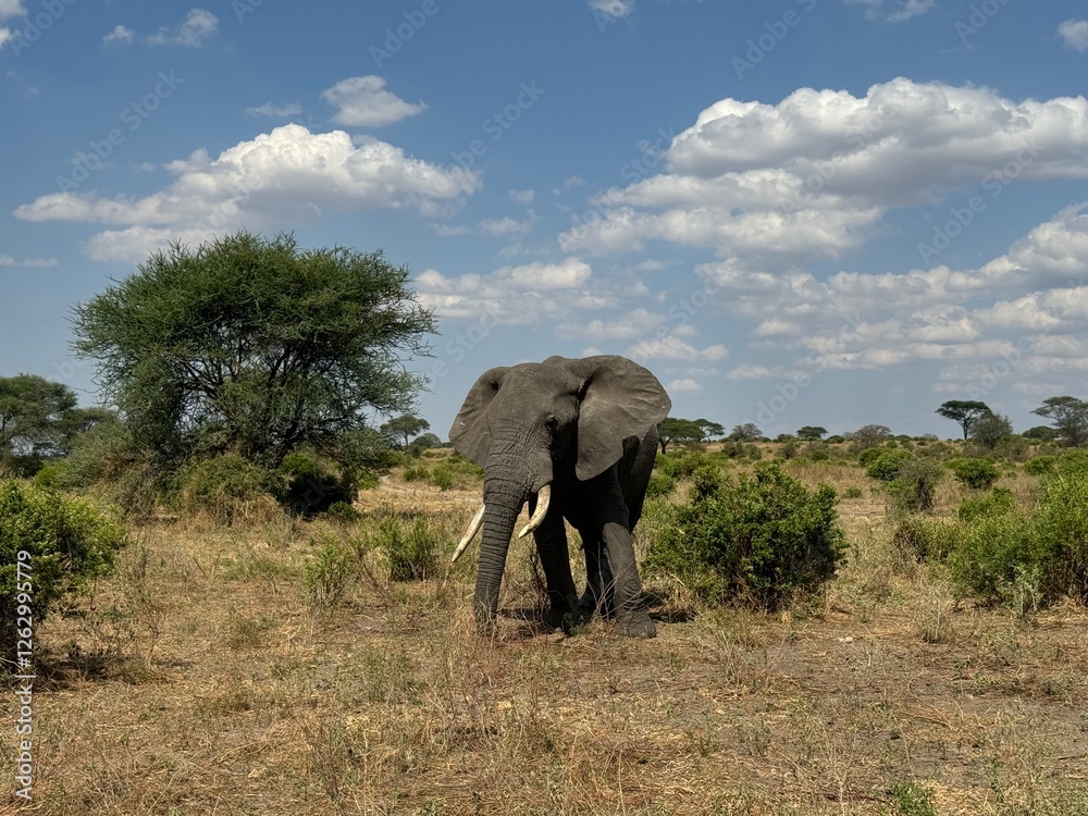Fototapeta premium african elephant in the tarangire national park safari against cloudy blue sky beautiful wallpaper