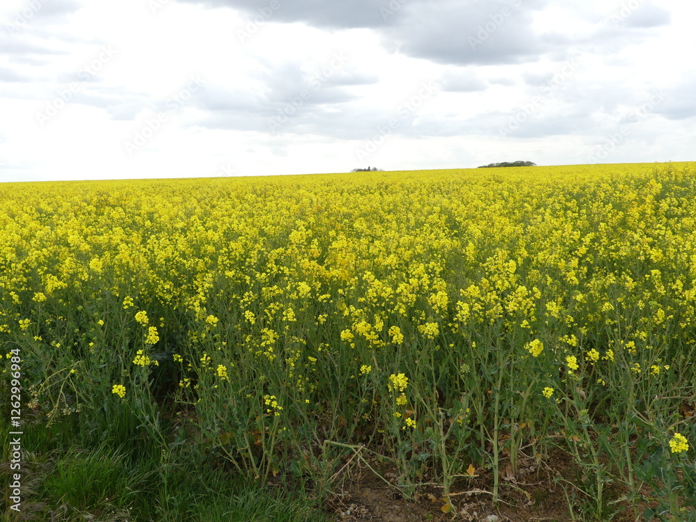 Fototapeta premium Champs de fleurs jaunes 