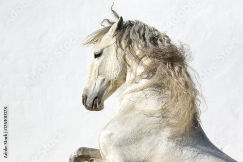 Portrait von steigendem Schimmel vor weißem Hintergrund