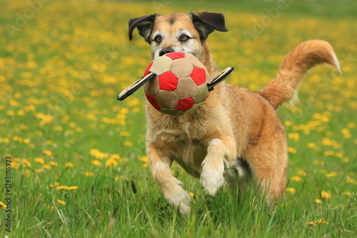 Beiger Mischling Hund spielt mit großem Ball