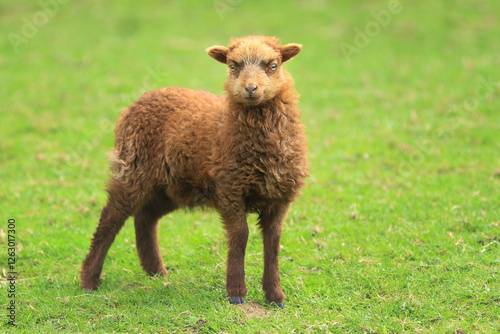 Junges braunes Schaf steht auf der Wiese