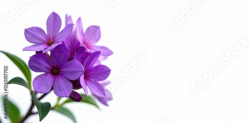 Wallpaper Mural Vibrant purple flower cluster, pure white background, lavender tones, purple bloom, flora Torontodigital.ca