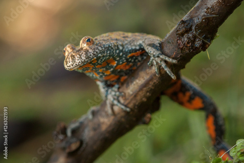 fire-bellied toad, bombina bombina, amphibian, tailless, color, characteristic, advent, red, orange, climbing, on a stick photo