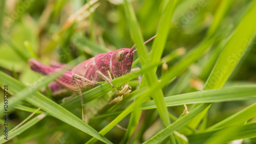 magenta, grasshopper, pink, purple, orthoptera, erythrism, in grass, insect, environment