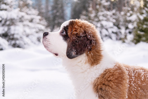 Puppy Saint Bernard Dilian