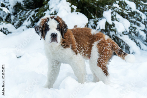 Puppy Saint Bernard Dilian