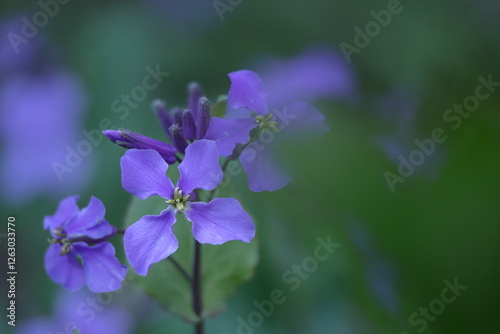 Wallpaper Mural 野原一面紫色の花畑 Torontodigital.ca