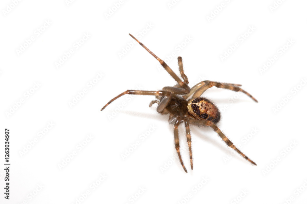 Close Up of a Defensive Long Legged Arachnid Spider on a White Background Close Up of a Defensive Long Legged Arachnid Spider on a White Background