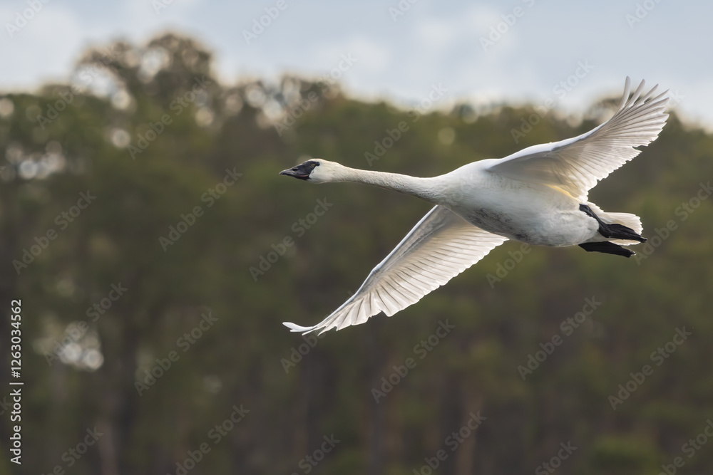 A Tundra swan flying over a pond A Tundra swan flying over a pond