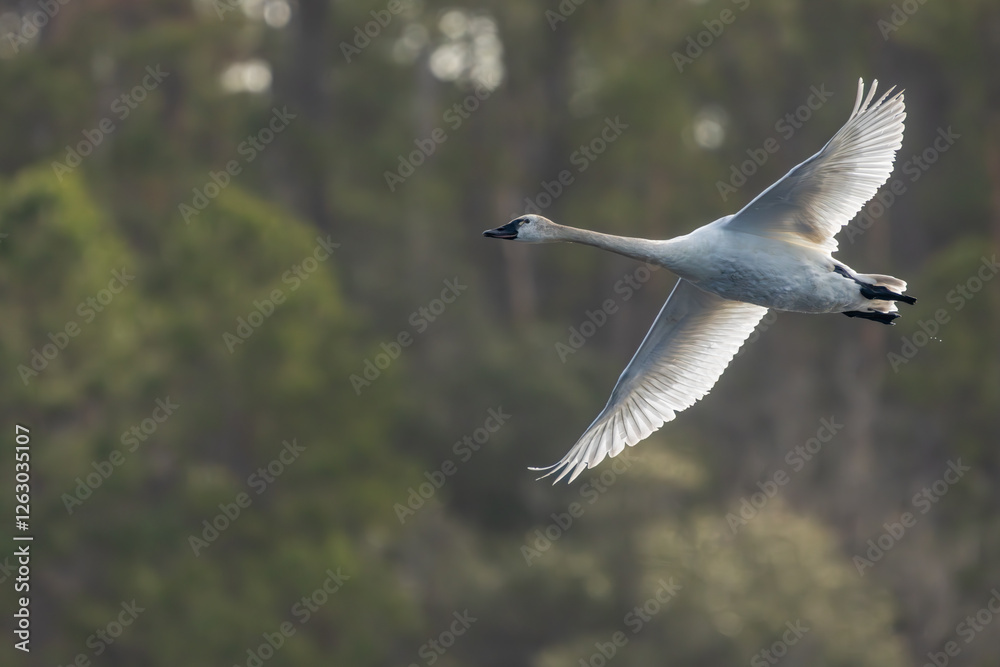 A Tundra swan flying over a pond A Tundra swan flying over a pond