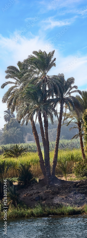 Obraz premium palm trees on the nile river