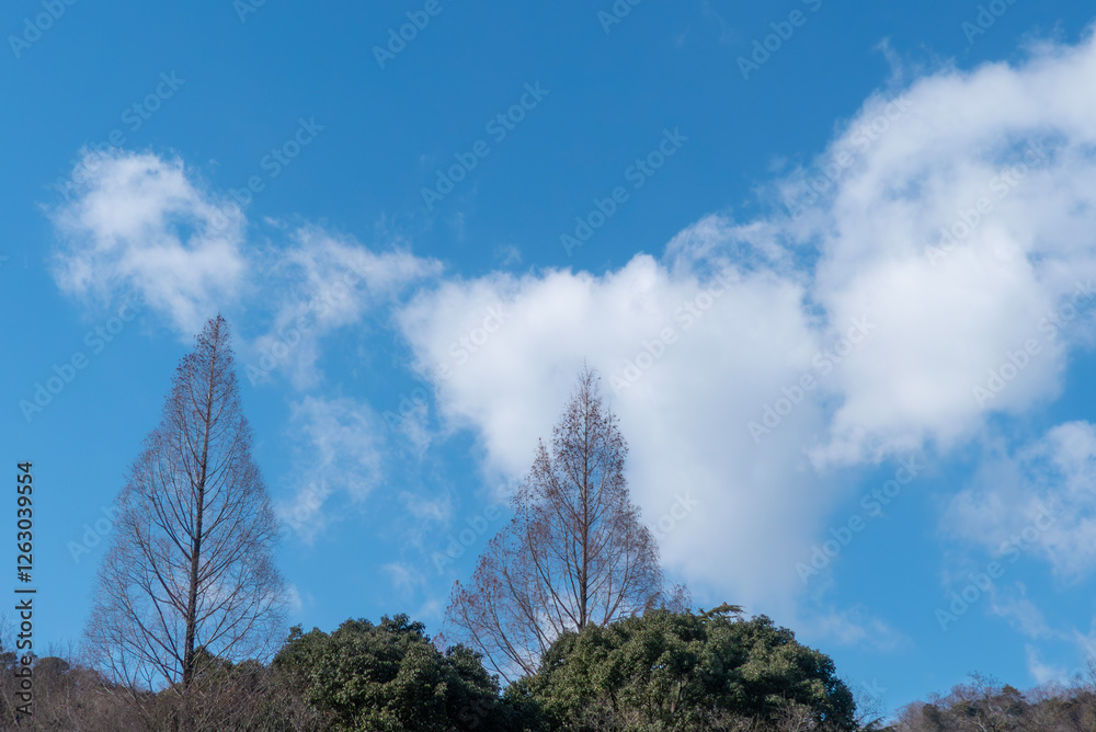 Obraz premium 晴れた冬の青空 枯れ木が描く美しい風景 滋賀県大津市皇子が丘公園