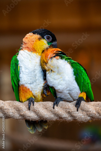 Obraz na płótnie Two Black-headed Caiques parrots sitting together. w salonie