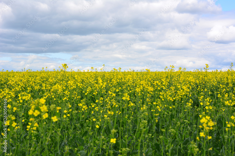 Canola field under a cloudy sky horizon line Canola field under a cloudy sky horizon line