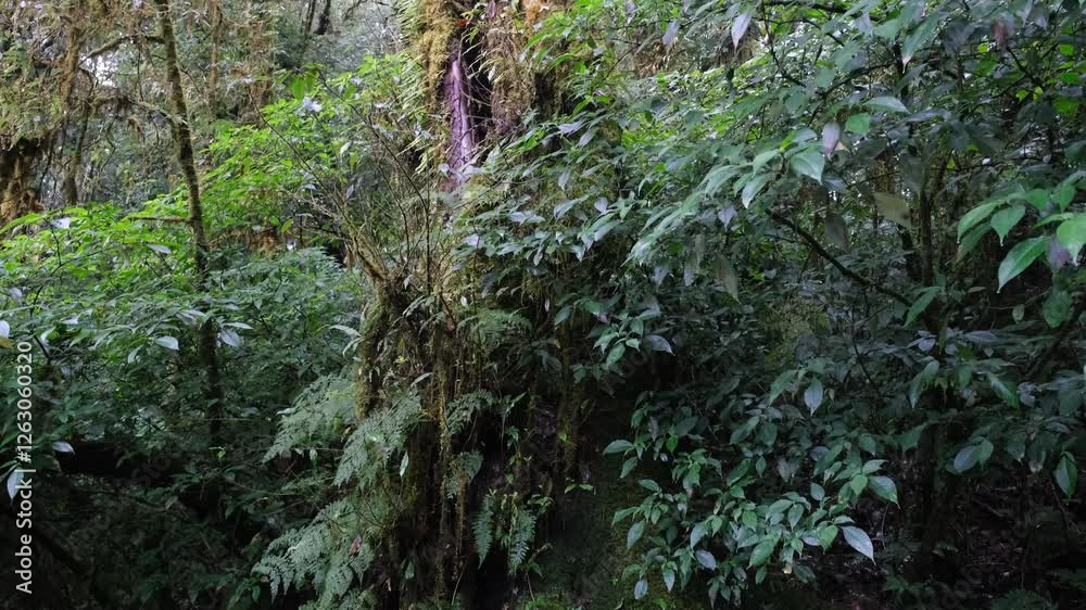 Moss and ferns cover the rainforest floor on the ground. tree trunk and natural logs throughout the year. Moss and ferns cover the rainforest floor on the ground. tree trunk and natural logs throughout the year.