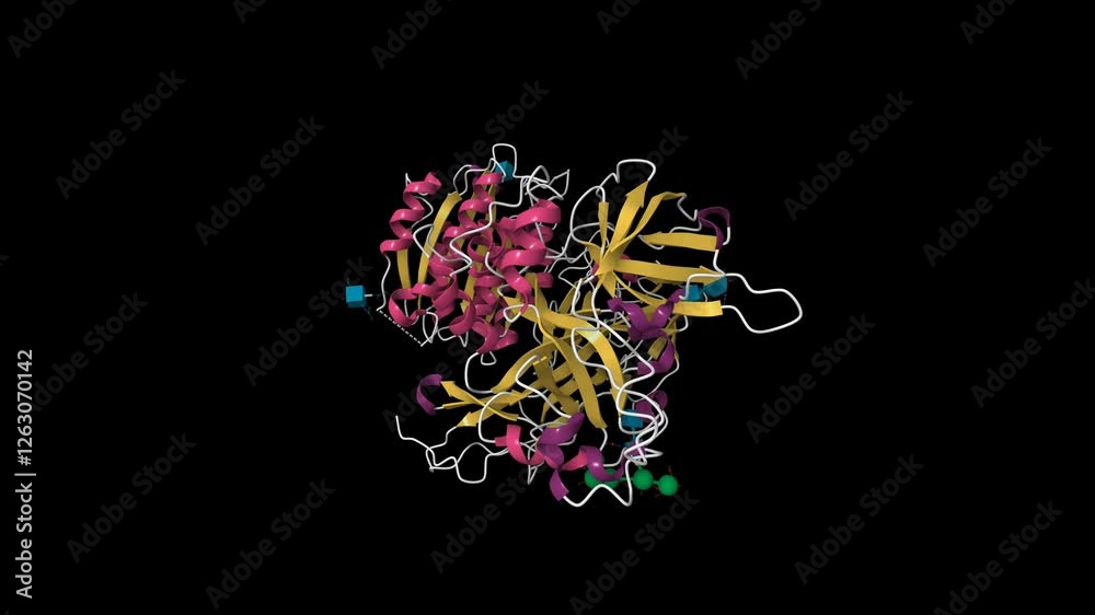 Structure of human complement factor B. Animated 3D cartoon model, secondary structure color scheme, pdb 2ok5, black background