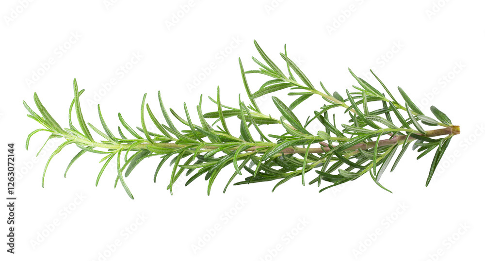 Fresh rosemary isolated on a transparent background.