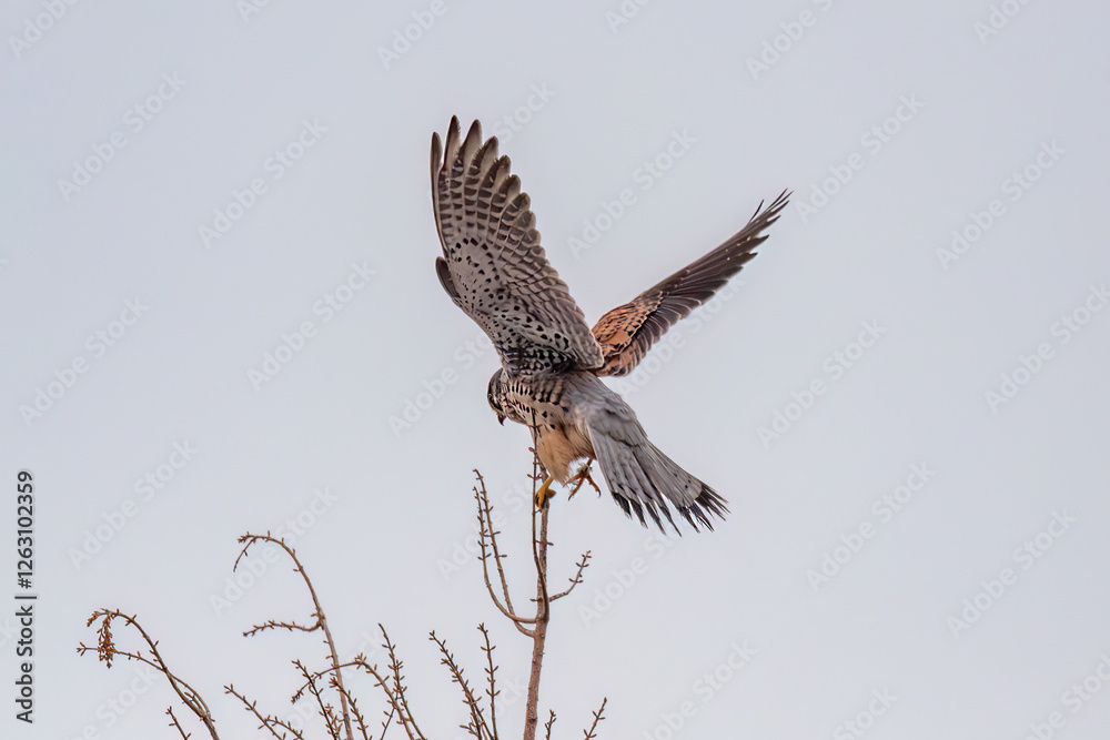 Fototapeta premium red kite in flight