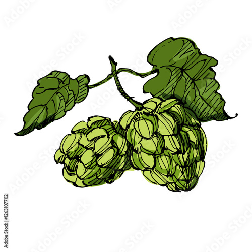 Aesthetic plants hops isolated on white background