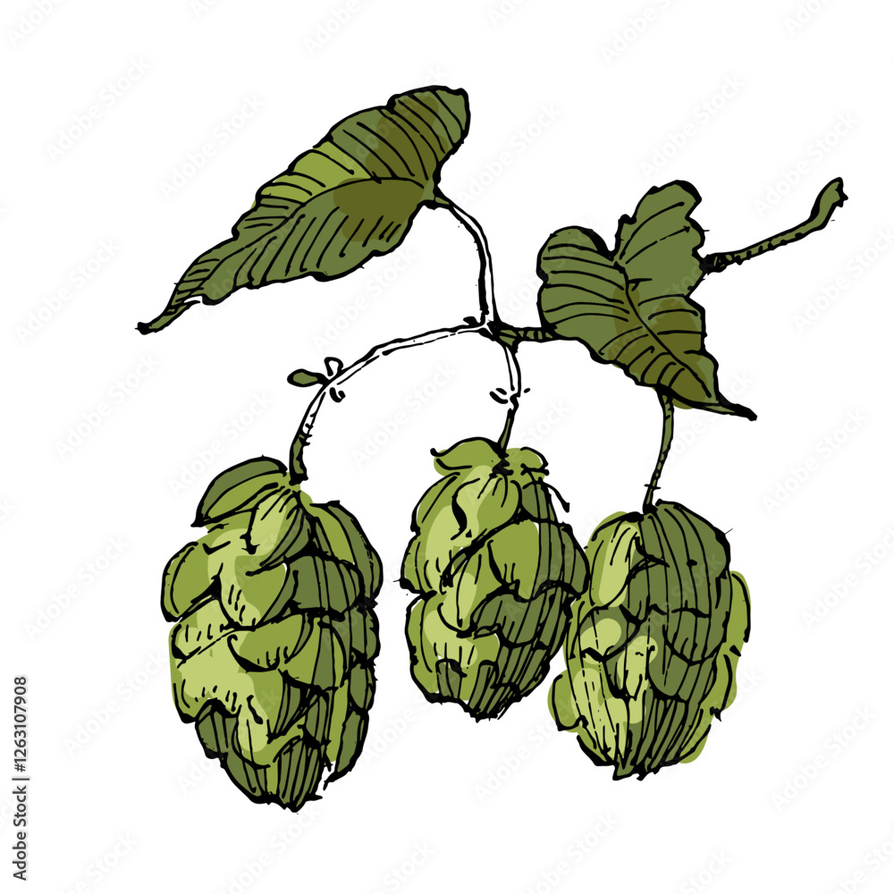 Fototapeta premium Aesthetic plants hops isolated on white background