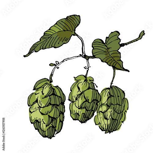 Aesthetic plants hops isolated on white background