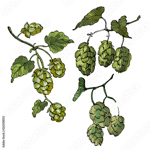 Aesthetic plants hops isolated on white background