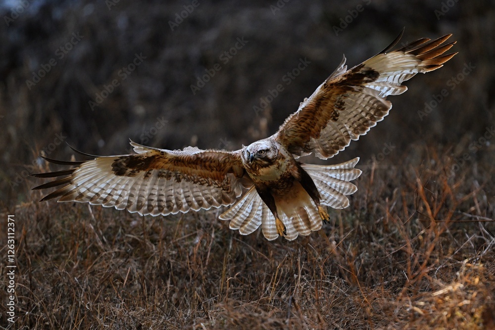 Obraz premium fish on a branch