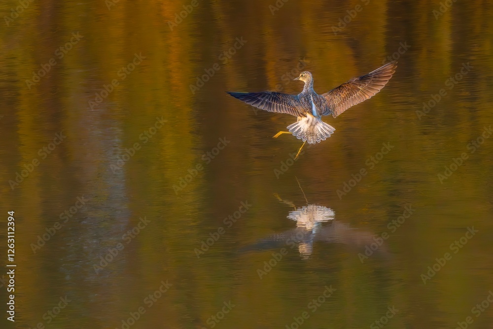 butterfly on a flower