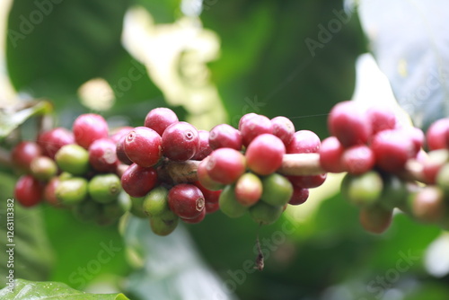 organic arabica coffee beans on brance tree in farm.green Robusta and arabica coffee berries by agriculturist hands,Worker Harvest arabica coffee berries on its branch, agriculture concept.