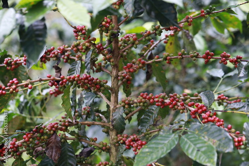 organic arabica coffee beans on brance tree in farm.green Robusta and arabica coffee berries by agriculturist hands,Worker Harvest arabica coffee berries on its branch, agriculture concept.