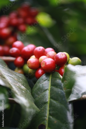 organic arabica coffee beans on brance tree in farm.green Robusta and arabica coffee berries by agriculturist hands,Worker Harvest arabica coffee berries on its branch, agriculture concept.