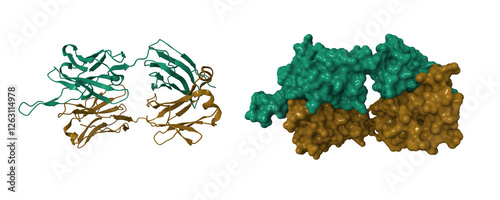 Crystal structure of human 2909 Fab, a quaternary structure-specific antibody against HIV-1. 3D cartoon and molecular surface models, chain id color scheme, pdb 3piq