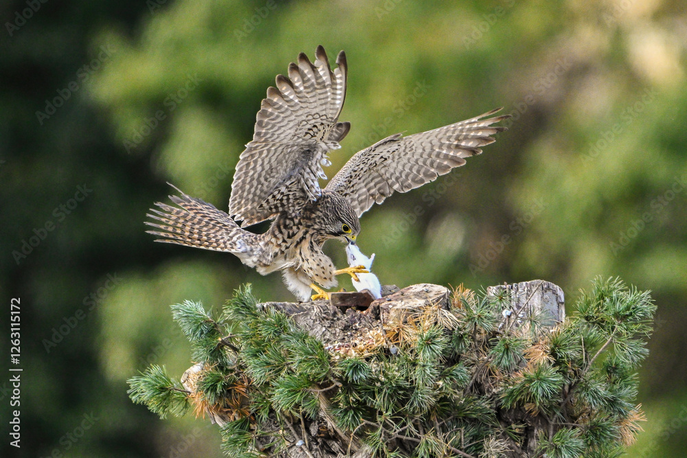 Fototapeta premium common buzzard in flight