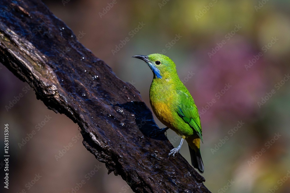 Fototapeta premium red headed bee eater