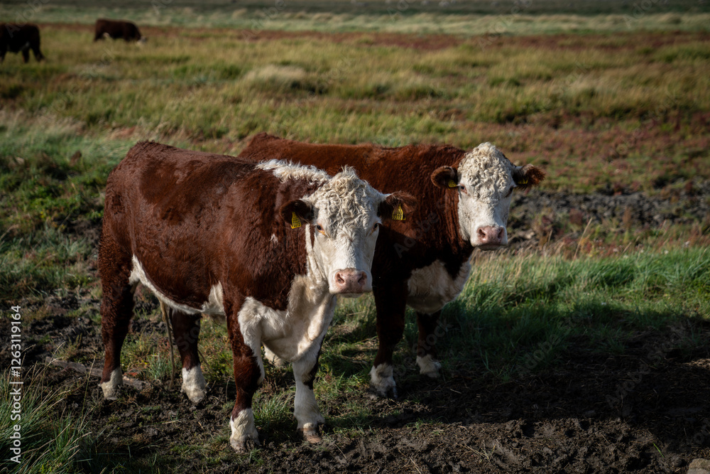 Cows of the Hereford breed grazing on the salt marshes of the province of Groningen. The extensive salt marsh landscape gives the cows plenty of space. Cows of the Hereford breed grazing on the salt marshes of the province of Groningen. The extensive salt marsh landscape gives the cows plenty of space.