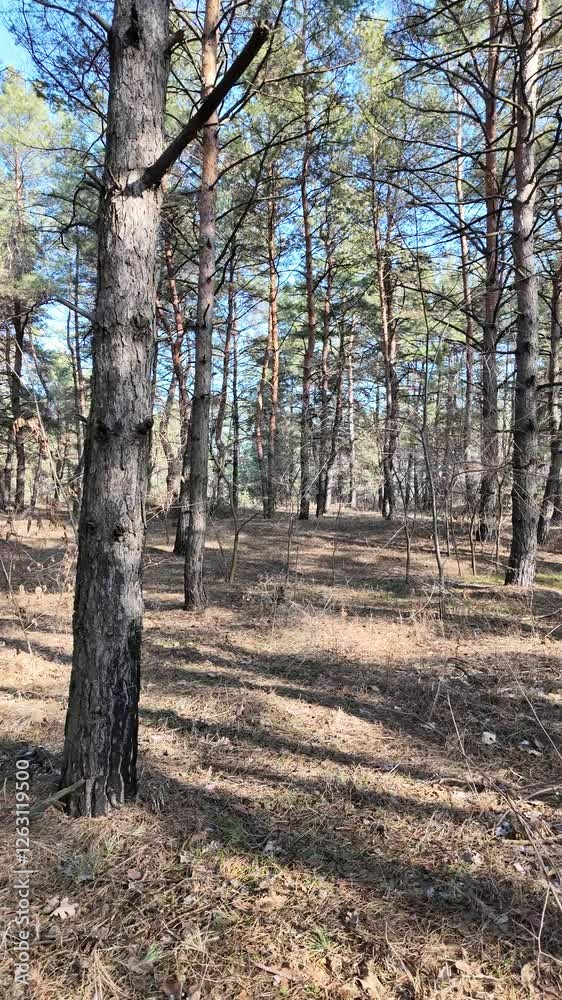 slow motion video in high definition. walk in the forest. pine forest. tall trees and blue sky. tree branches on the sky field. nature walk. hiking. vertical video slow motion video in high definition. walk in the forest. pine forest. tall trees and blue sky. tree branches on the sky field. nature walk. hiking. vertical video