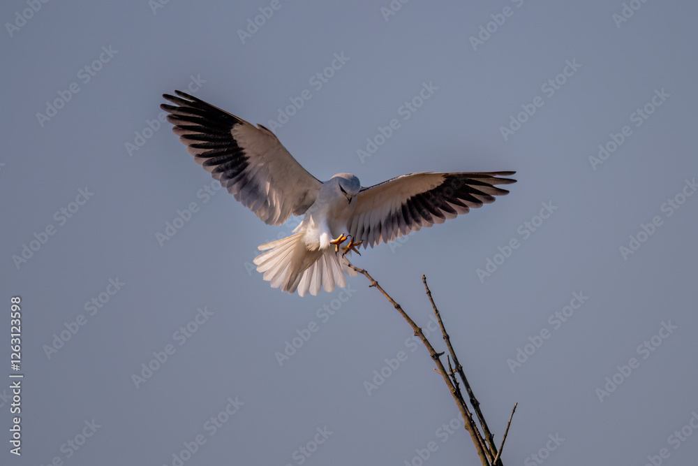 Obraz premium black kite in flight