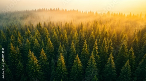 Aerial View of Misty Forest at Sunrise with Soft Golden Light