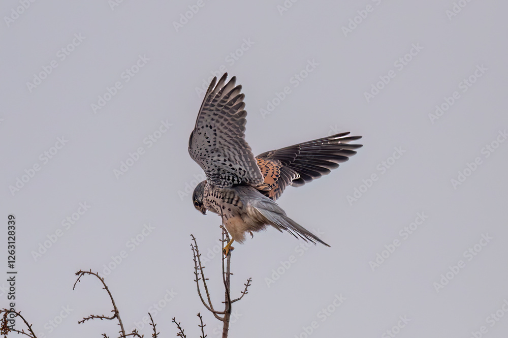Fototapeta premium red kite in flight