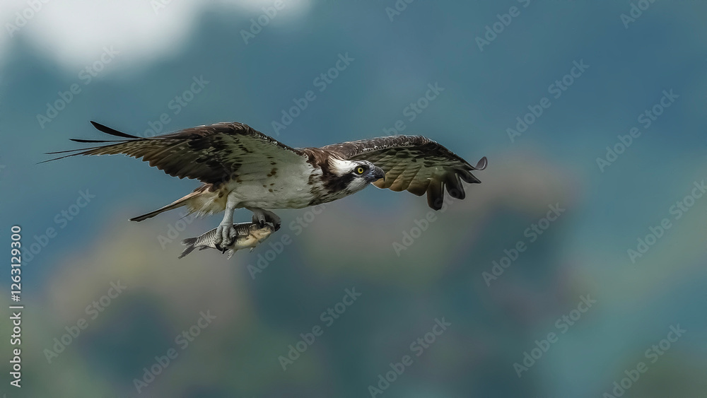Obraz premium red tailed hawk in flight