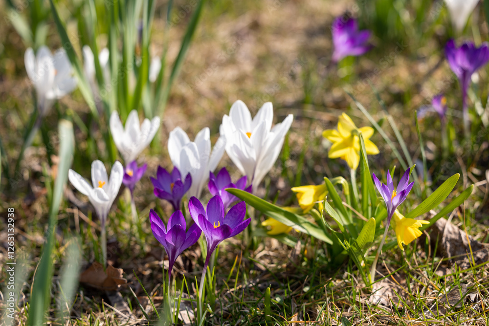 Colorful crocuses and daffodils in a meadow Colorful crocuses and daffodils in a meadow