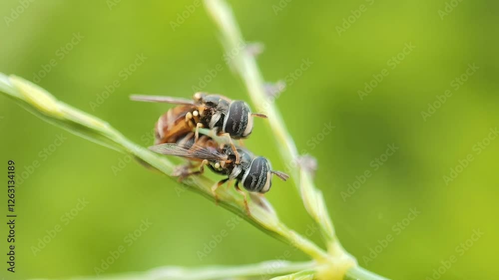 Skeletons are mating against a natural background Skeletons are mating against a natural background