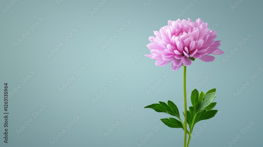 Closeup of a pink flower blossom with lush green leaves on tranquil blue background Closeup of a pink flower blossom with lush green leaves on tranquil blue background