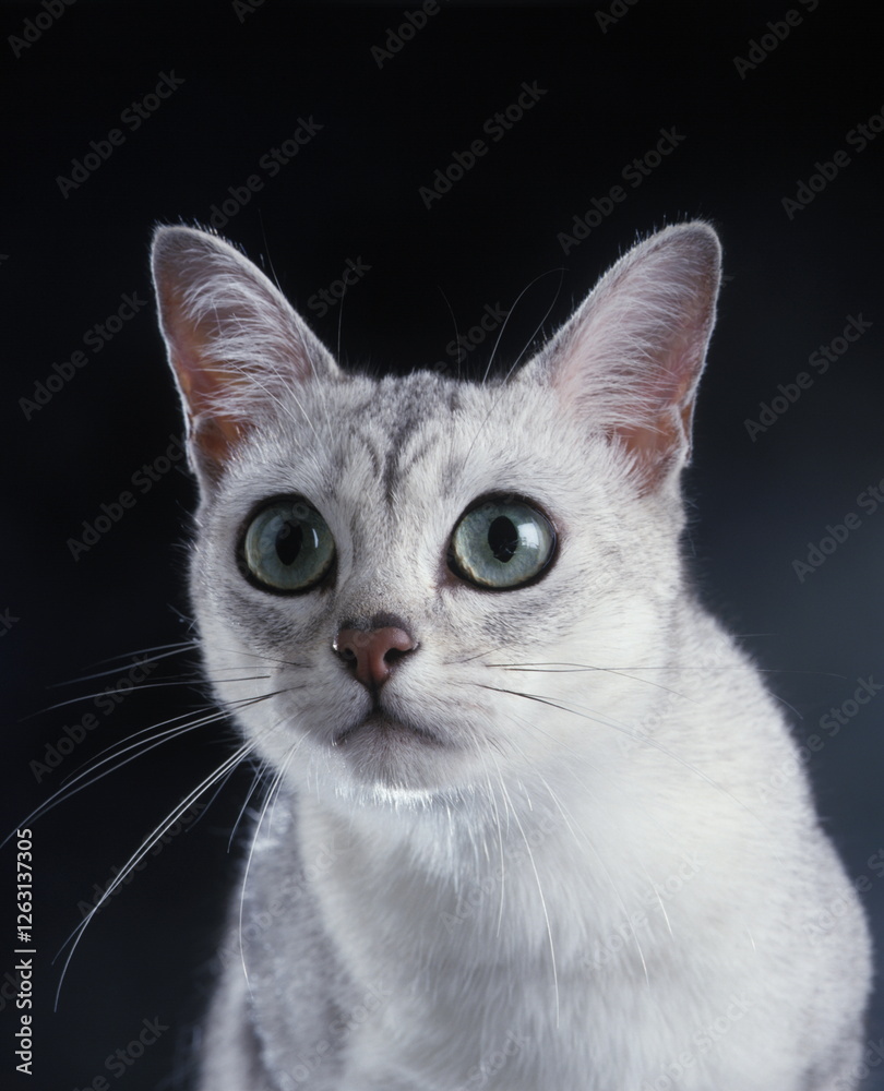 Obraz premium Burmilla