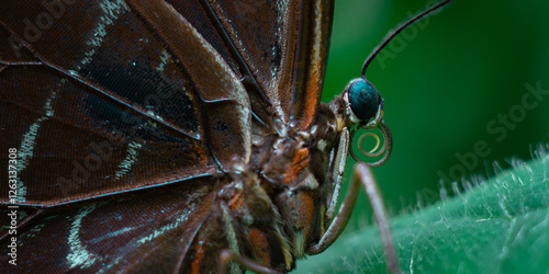 butterfly on a leaf, fiding