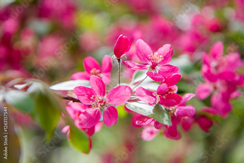 Apple tree while spring blossom