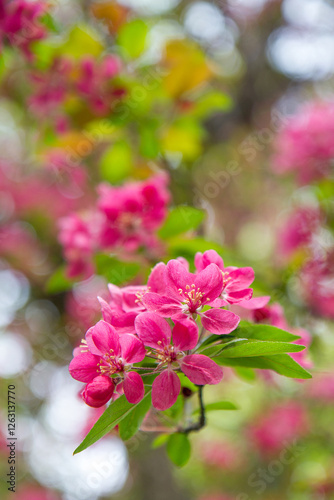 Apple tree while spring blossom
